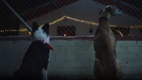 Natal, cães e... uma 'decisão de alma': o vídeo de Natal do At. Madrid que leva às lágrimas