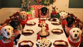 O seu cão pode comer Bolo-Rei? Com esta receita secreta, sim!