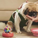 Quais são os melhores alimentos para os cães ingerirem no inverno? Nós temos a resposta!