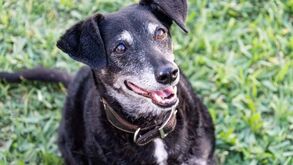 Como fazer feliz o seu cão sénior: 5 atividades que ele vai adorar