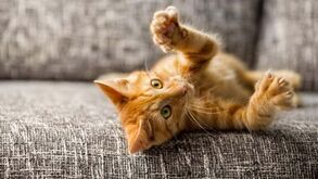 Tem um gato em casa? Então, saiba aqui as 7 coisas que os felinos mais detestam!