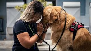 Estas são as 7 raças de cães mais sensíveis que pode conhecer