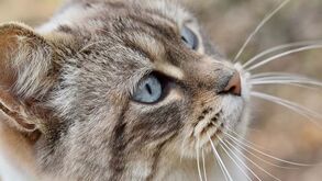 Sabe quantos bigodes tem o gato? A resposta vai deixá-lo boquiaberto!