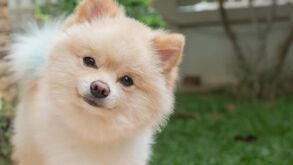 Não se deixe enganar pelo tamanho! Estas são as 8 raças mais inteligentes de cães de pequeno porte