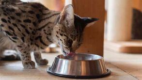 Os gatos precisam de mais energia para se protegerem do frio: conheça a nutrição adequada