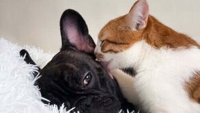 Sabia que os gatos vivem mais que os cães? Explicamos-lhe tudo