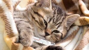 Os gatos também se constipam? Tudo o que precisa de saber sobre a gripe felina