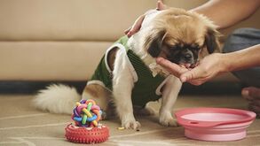 Quais são os melhores alimentos para os cães ingerirem no inverno? Nós temos a resposta!