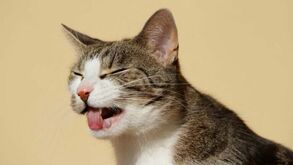 As bolas de pelo são um problema para o seu gato? Saiba por que é que se engasga e o que pode fazer para prevenir
