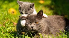 Quer saber a idade certa do seu gato? Este guia é para si!