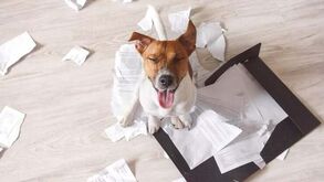 Esta é a razão pela qual o seu cão destrói o tapete higiénico