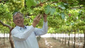 Vale da Rosa: a rainha das uvas (sem grainha) que tenta não cair do trono