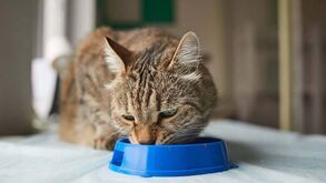 Se o seu gato ainda come num comedouro de plástico, está na altura de parar: explicamos a razão