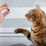 Desvendámos toda a verdade: será que os gatos podem ser treinados como cães?