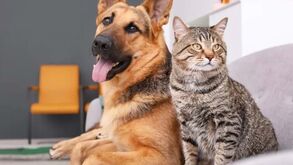 Otites em cães e gatos são um problema mais comum do que pensa: saiba como tratar e os cuidados a ter para prevenir a doença!