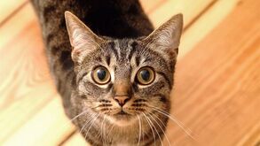 Estas são 10 curiosidades que não sabia sobre o seu gato!