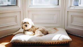 Tem um patudo e cheira-lhe a pelo húmido? É normal! Saiba como tirar o “cheiro a cão” da sua casa