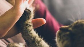 Será que os gatos conseguem mesmo prever o futuro? Descubra a extraordinária hipersensibilidade destes nossos amigos peludos