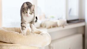 O curioso ritual do “amassar pãozinho”: porque é que os gatos fazem este adorável gesto com as patas?