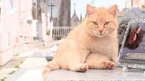 Gato vive no cemitério após morte do dono