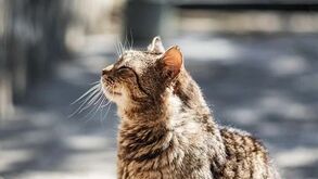 Como manter um gato de mais idade ativo? 5 brincadeiras para o deixar feliz e em forma