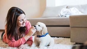 Está a pensar ter um novo amigo em casa? Este é o kit com 7 pontos essenciais para receber um cão!