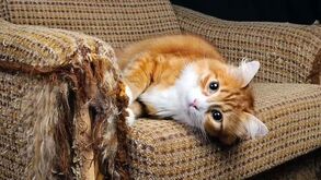 Gatos e arranhões: um instinto irresistível! Saiba como salvar os seus móveis