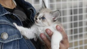 Se tem um gato, este é o kit essencial para ser um dono cinco estrelas