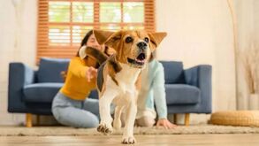 Não há dúvidas: esta é a brincadeira mais adorada pela maior parte dos cães