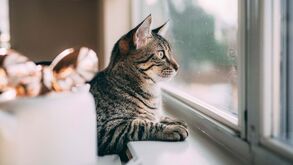 Está a pensar em adotar um gato? Saiba o que deve fazer para preparar a sua casa!
