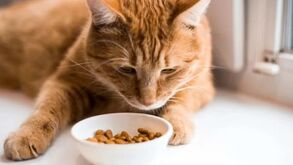 O seu gato está a emagrecer de forma rápida e sem razão aparente? Saiba o que pode estar a acontecer!