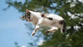Porque é que os gatos caem sempre de pé? O segredo por trás deste superpoder felino