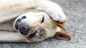 Como proteger o seu pet de pulgas e carraças… e manter a sua casa livre destes intrusos