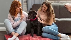 Porque é que os cães escolhem um humano preferido? A resposta pode surpreender!