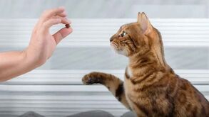 Desvendámos toda a verdade: será que os gatos podem ser treinados como cães?