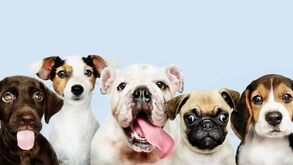 Estes são os 12 mitos sobre cães que o têm enganado este tempo todo!