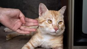 Afinal, porque é que o seu gato o ignora? Explicamos este caprichoso comportamento felino!