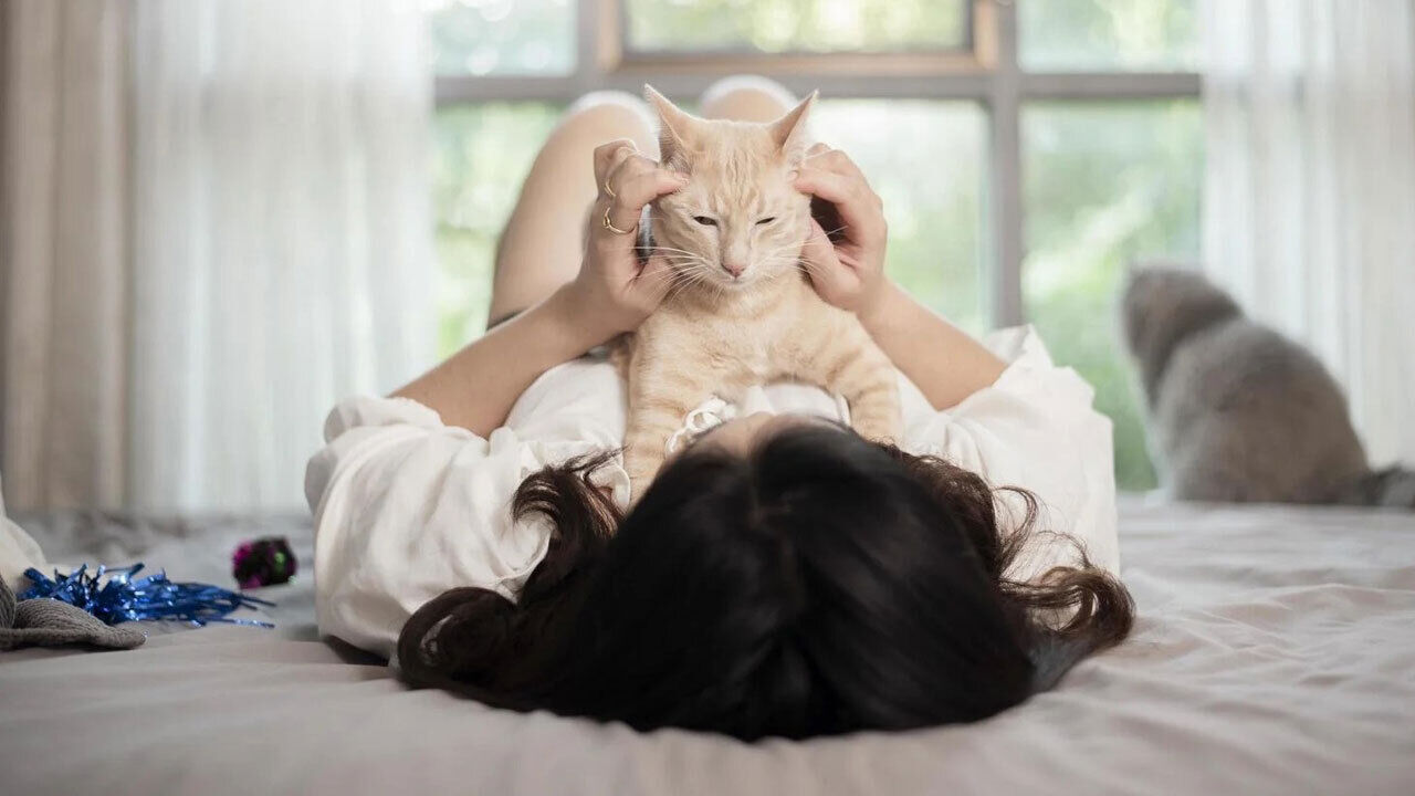 Os gatos gostam – e muito – de ter companhia