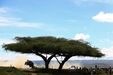 Elfyn Evans no Rali Safari