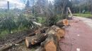 Destruição causada pela tempestade Martinho no Jamor