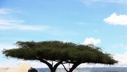 Elfyn Evans no Rali Safari