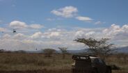 Elfyn Evans no Rali Safari