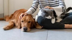 Sim, os cães sentem ciúmes! Será amor ou pura possessividade?