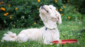 Estes são os 5 cheiros que os cães adoram sentir no dia a dia
