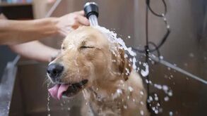 Se já passou pelo desafio de dar banho ao cão, temos a solução: saiba como fazer com que o patudo goste deste momento