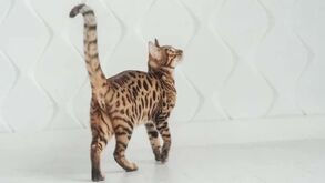O que a cauda do seu gato está a tentar dizer? Decifre a linguagem felina com estes 6 movimentos