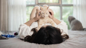 O seu gato é demasiado independente? Conheça 5 formas diferentes de lhe fazer companhia e reforçar o vínculo entre ambos