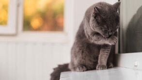 Estas são as 8 raças de gato que deve ter num apartamento