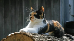 Tem um gato tricolor em casa? Fique a saber que o seu felino é bastante especial