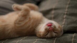 O seu gato ronrona ou ressona? Se for a segunda situação, saiba porque deve estar atento!